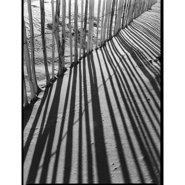Kodak Professional Tri-X 400 Película negativa en blanco y negro (120 rollos de película, paquete de 5)
