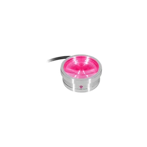 Ape Labs ApeCoin V2 IP Set of 2