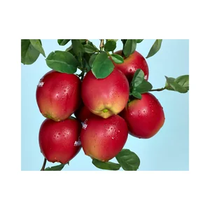 Nino Nino 596 Botany Shaker Apple